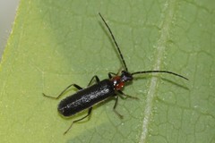 Rhagonycha excavata