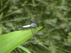 Brachydiplax farinosa