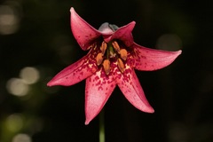 Lilium bolanderi