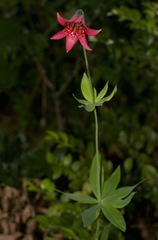 Lilium bolanderi