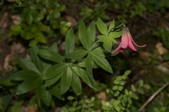 Lilium bolanderi