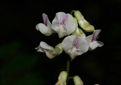 Lathyrus delnorticus
