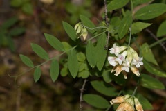 Lathyrus delnorticus