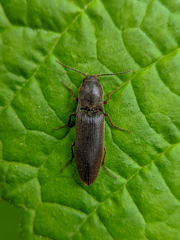 Agriotes ferrugineipennis