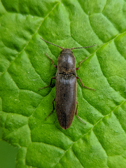 Agriotes ferrugineipennis