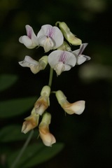 Lathyrus delnorticus