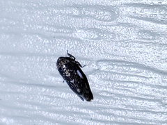 Xestocephalus tessellatus