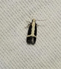Aroga camptogramma