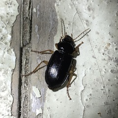 Anisodactylus verticalis