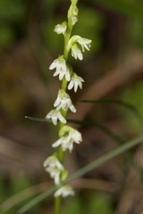 Platanthera ephemerantha