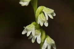 Platanthera ephemerantha