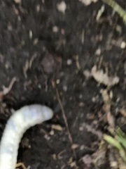 Xyloryctes jamaicensis