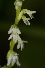 Platanthera ephemerantha