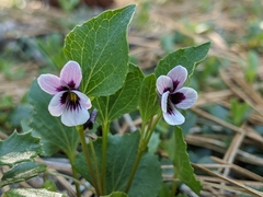 Viola cuneata