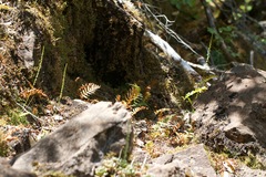 Platanthera ephemerantha