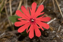 Silene serpentinicola