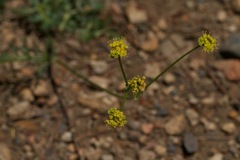 Sanicula peckiana