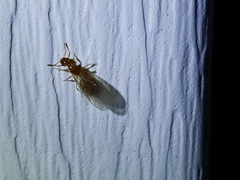 Crematogaster minutissima