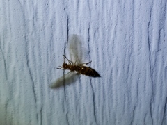 Crematogaster minutissima