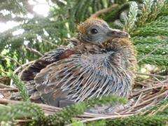 Patagioenas flavirostris