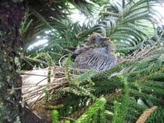Patagioenas flavirostris