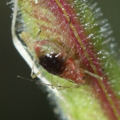 Nasonovia aquilegiae