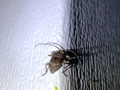 Leptostylus transversus