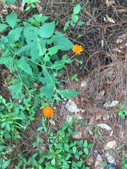 Smallanthus oaxacanus