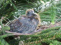 Patagioenas flavirostris