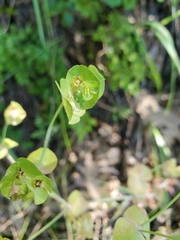 Euphorbia crenulata