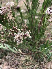Asclepias mexicana