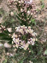 Asclepias mexicana