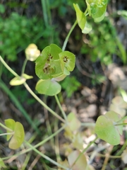 Euphorbia crenulata