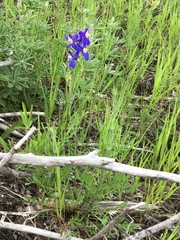 Delphinium sutherlandii