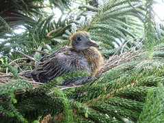Patagioenas flavirostris