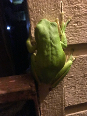 Nyctimystes infrafrenatus