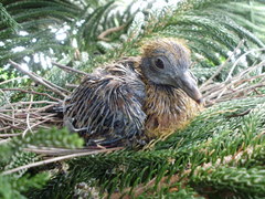 Patagioenas flavirostris