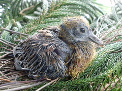 Patagioenas flavirostris