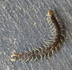 Scolopendra laeta