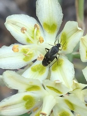 Plagiognathus obscurus