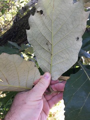 Quercus calophylla