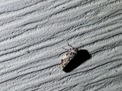 Xestocephalus tessellatus