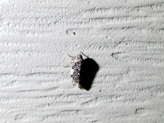 Xestocephalus tessellatus