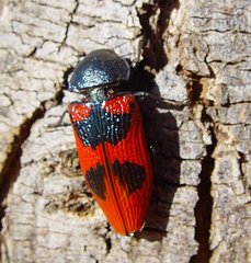 Temognatha bonvouloirii