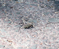 Cicindela gemmata