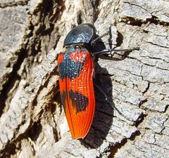 Temognatha bonvouloirii