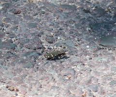 Cicindela gemmata