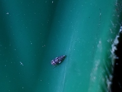 Xestocephalus tessellatus
