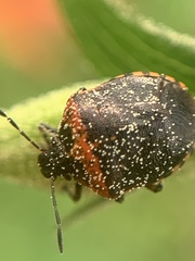Cosmopepla uhleri