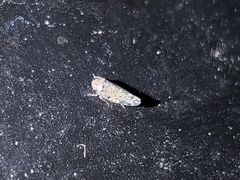 Xestocephalus tessellatus
